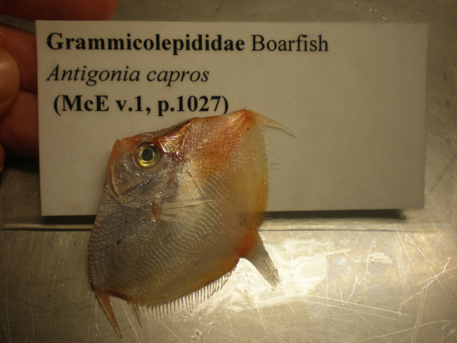Boarfish (Antigonia capros)