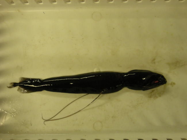 Loosejaw (Photostomias guernei) a bathypelagic fish