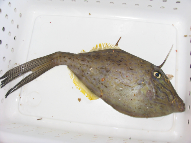 Scrawled filefish  (Aluterus scriptus)