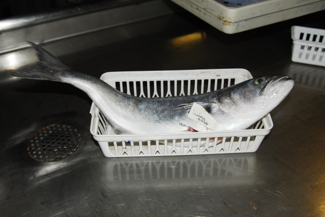 A bluefish (Pomatomus salatrix)