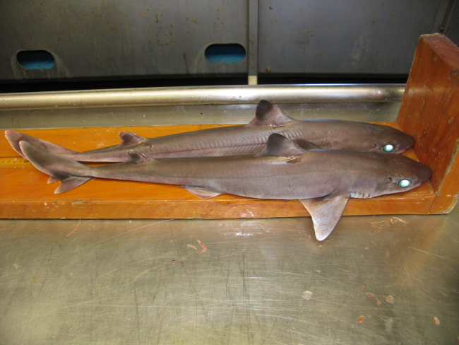 Dogfish shark (Squalus sp