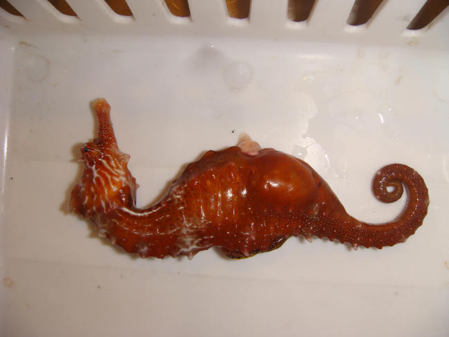 A seahorse (Hippocampus erectus)