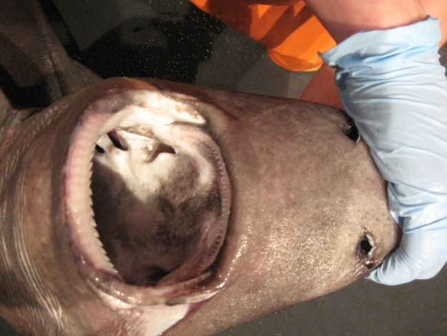 A squaliform shark (Centrophorus sp