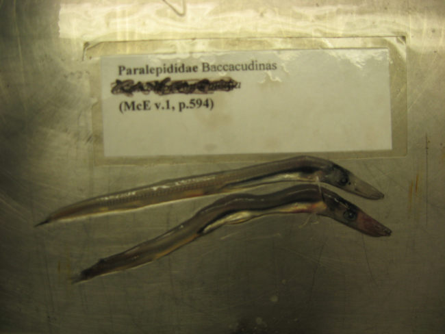 Lestrolepis intermedia, a bathypelagic species of barracudina 