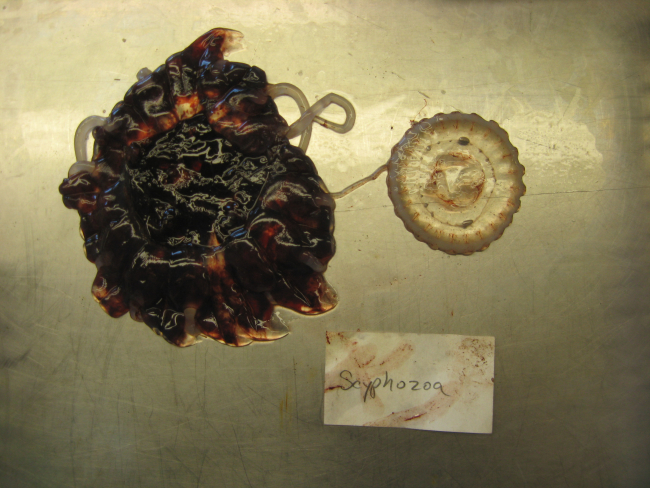Cnidarian Class Scyphozoa, a jellyfish