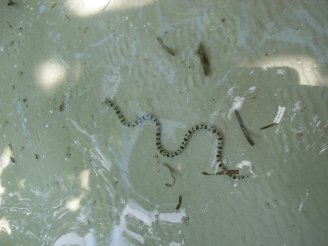 A barred snake eel snaking over the bottom