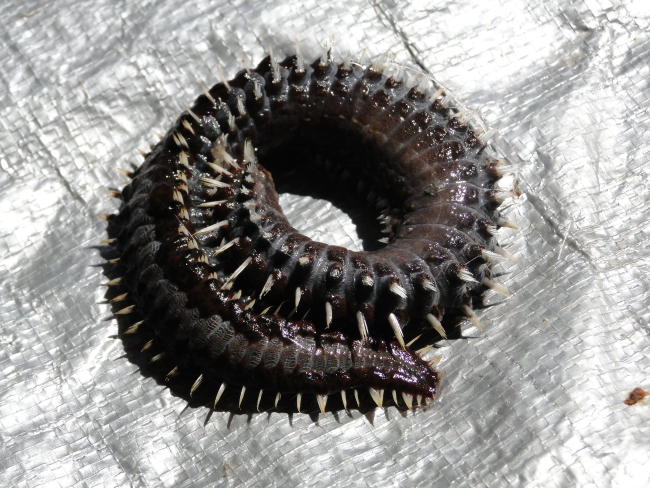 A bristleworm found as part of the biota on a TAO buoy