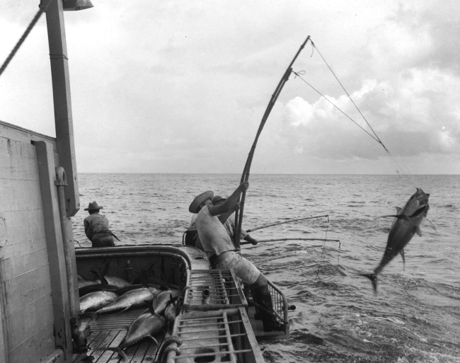 Big tunas like this are often landed on two poles in the Hawaiian fishery