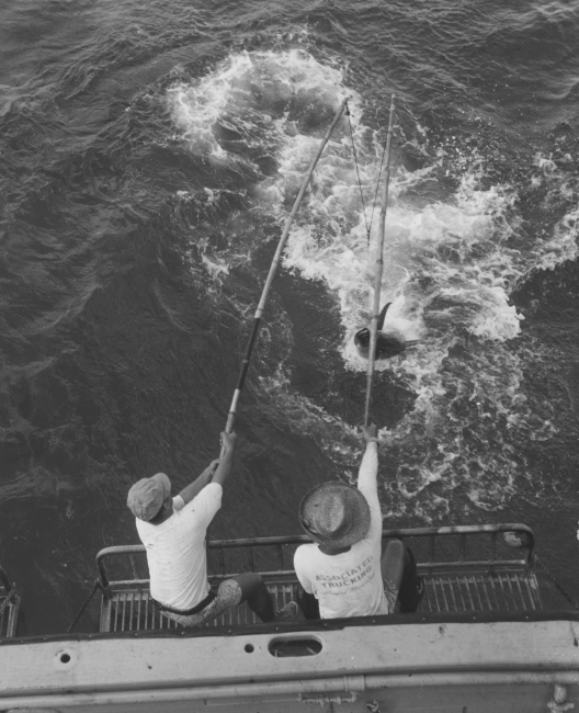 Catching Hawaiian tuna in the racks on the BCF research vessel HUGHM