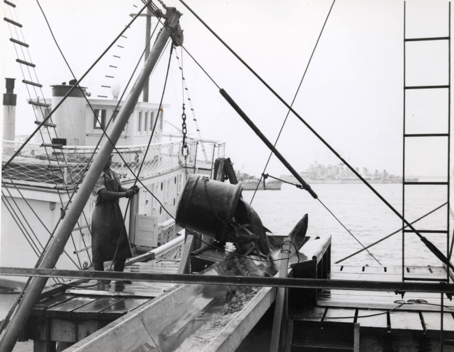 Yellowfin tuna being dumped into trough leading to weighing shed and cannery