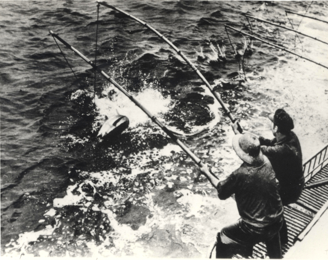 Two-pole method of landing medium size tuna