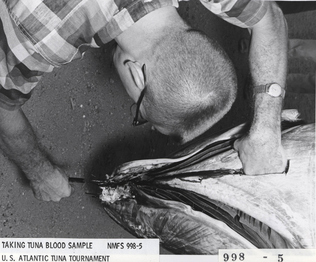 Scientist taking tuna blood sample from tuna caught during U