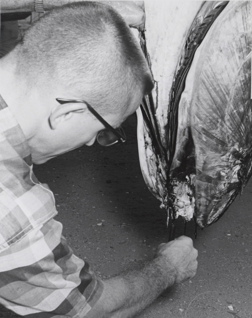 Scientist taking tuna blood sample from tuna caught during U