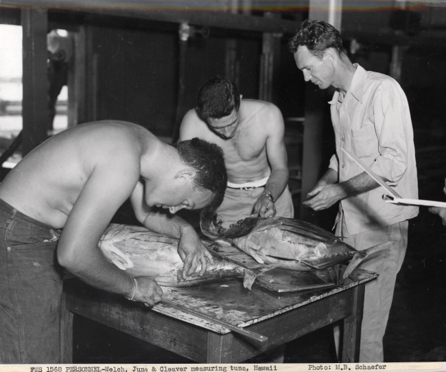 Welch, June, and Cleaver measuring tuna