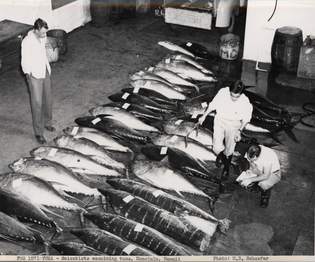 Scientists examining tuna