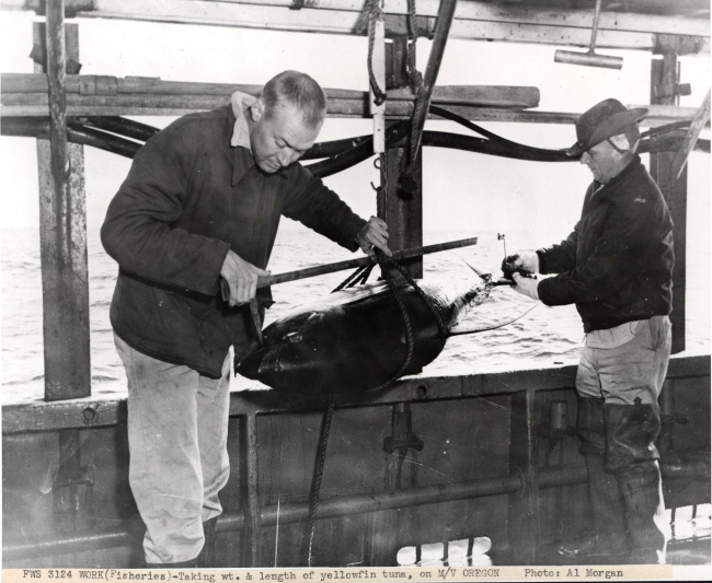 Taking weight and length of yellowfin tuna on FWS research vessel OREGON