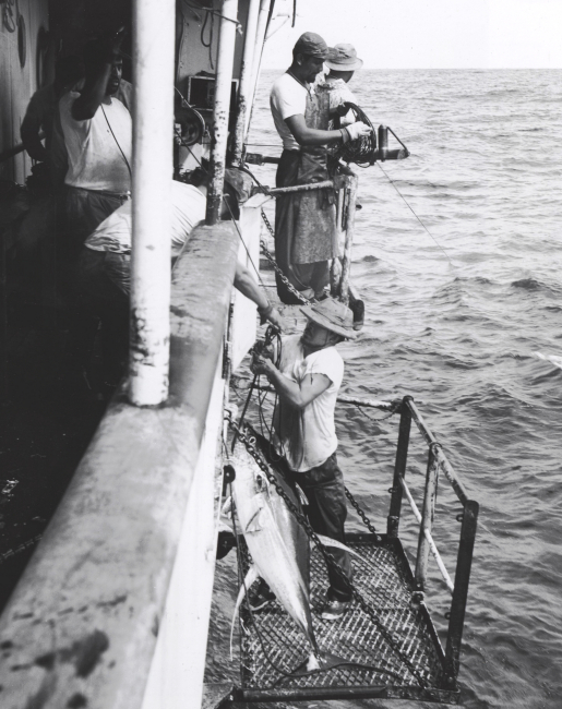Yellowfin tuna being hauled aboard