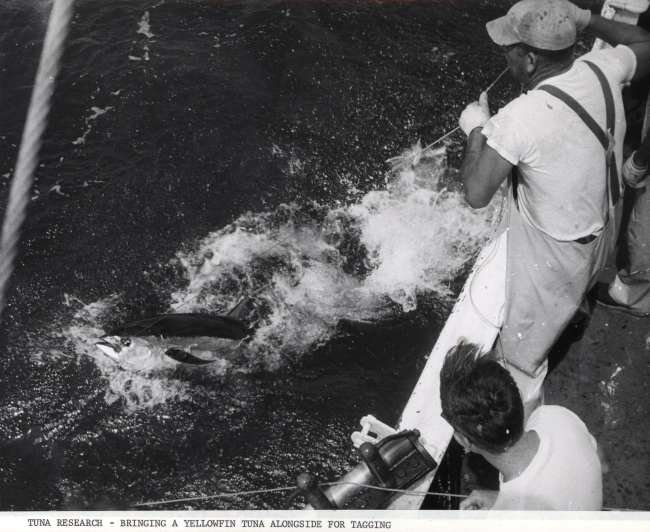 Bringing  a yellowfin tuna alongside for tagging