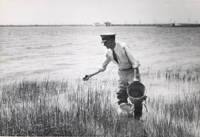 Captain Hatsell releasing baby terrapin in salt marsh