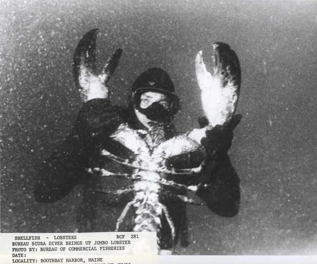 BCF scuba diver brings up jumbo lobster