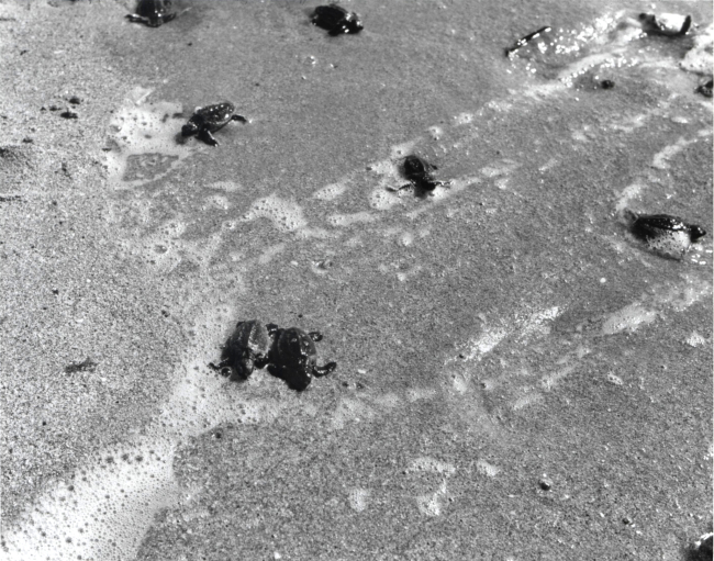 8-hour old loggerhead turtles finding their way to the sea