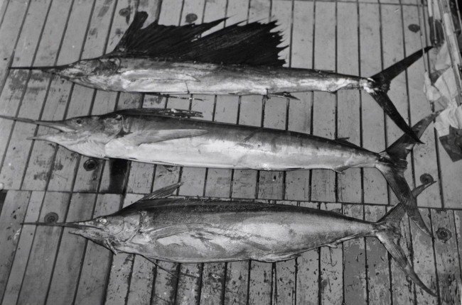 A sailfish (Istiophorus orientalis) 86 lb