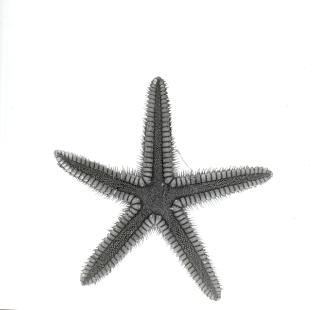 Starfish (Astropecten duplicatus)
