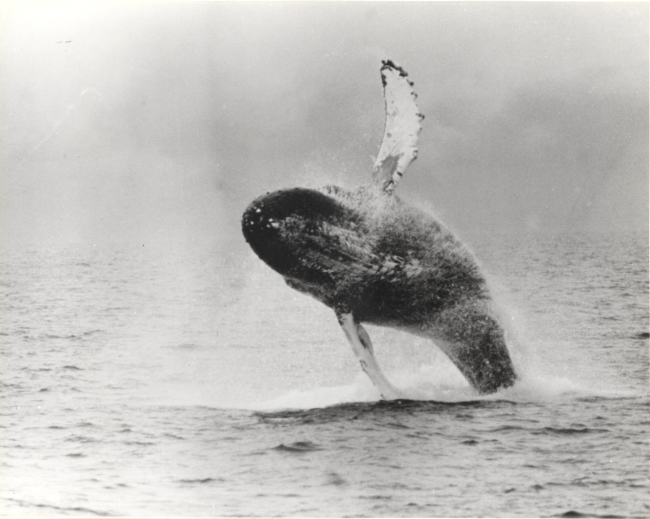 Full body breach by humpback whale