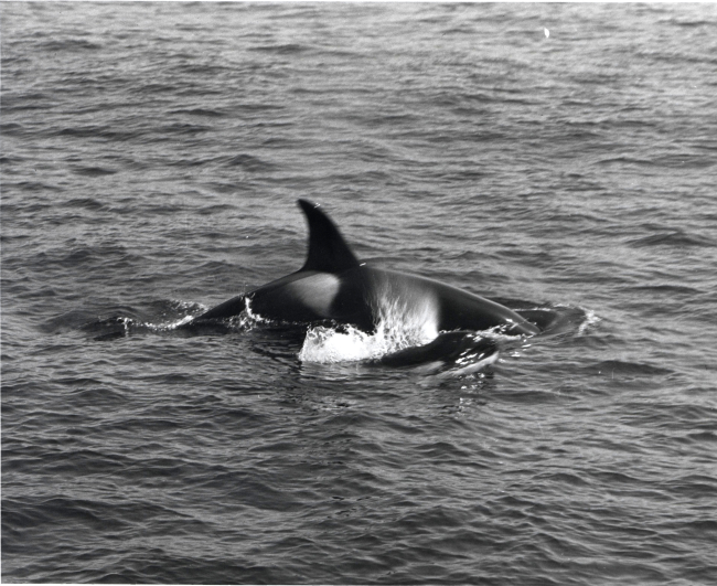 Killer whale and calf