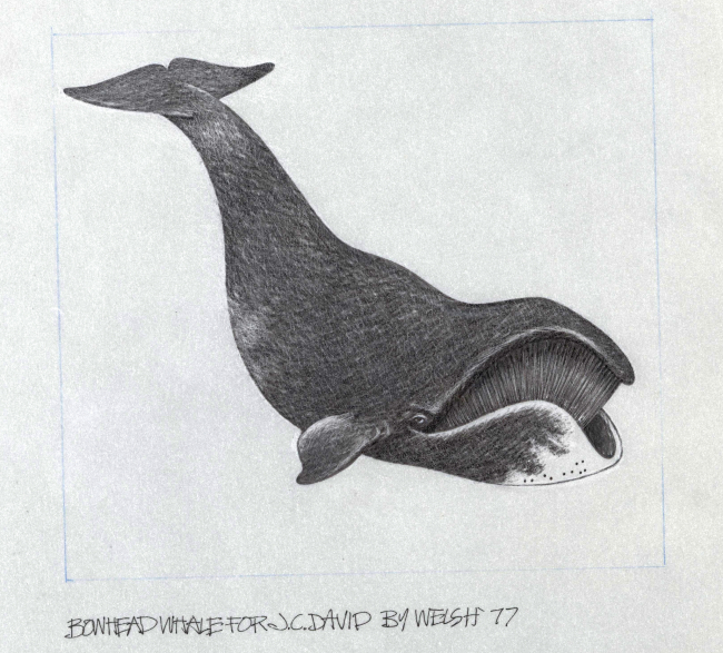 Drawing of a bowhead whale by William Welsh, NOAA