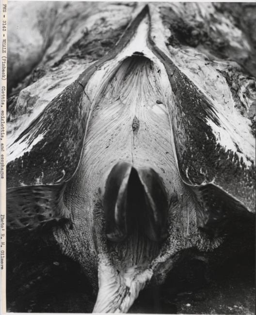 Glottis, epiglottis, and esophagus of finback whale