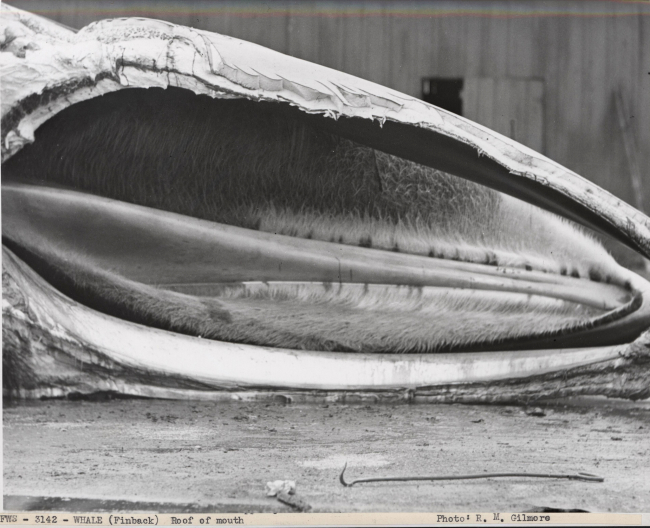 Roof of mouth of finback whale