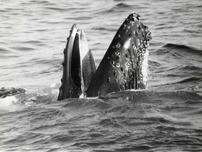 Feeding humpback whales lunge through schools of sand lance with mouthsagape, trapping their prey at the surface