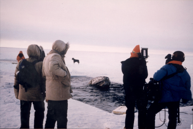 Attempting to rescue gray whales trapped in the ice in the Beaufort Sea