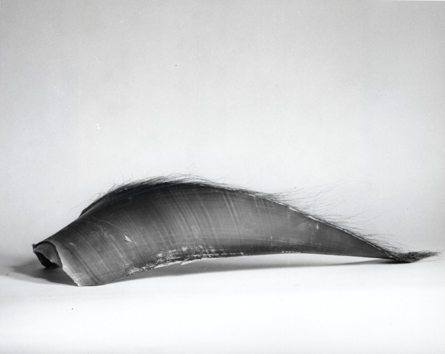 Sample of baleen from baleen whale's mouth