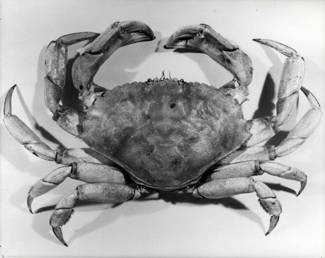 Rock crab (Cancer irroratus