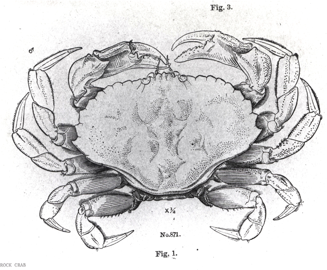 Drawing of rock crab (Cancer irroratus)