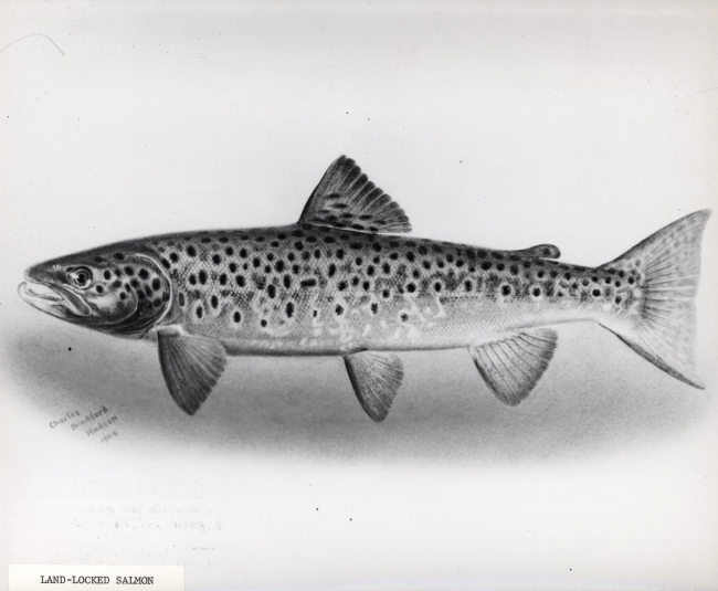 Land-locked salmon drawn by Charles Bradford Hudson 1904
