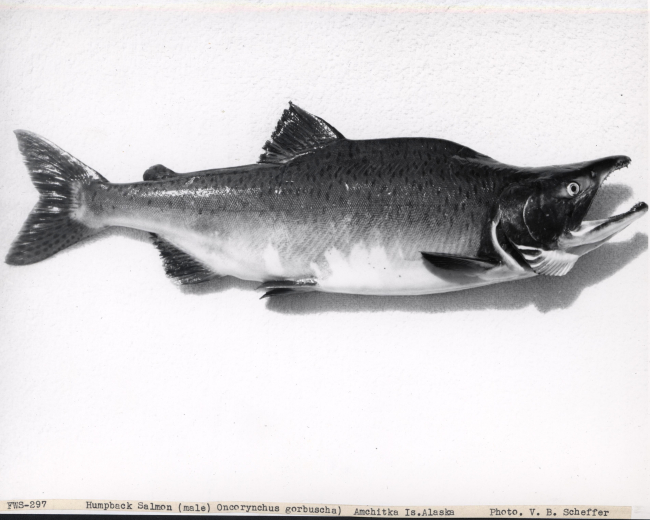 Humpback salmon (male) (Oncorynchus gorbuscha) caught at Amchitka Island