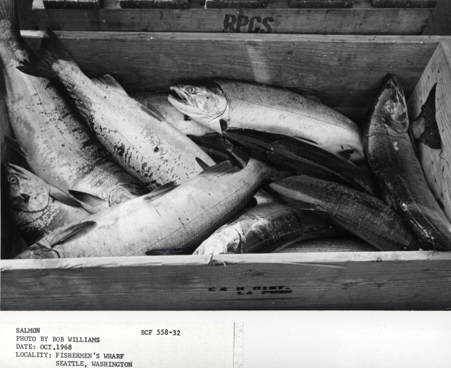 Salmon ready for market at Fishermen's Wharf, Seattle