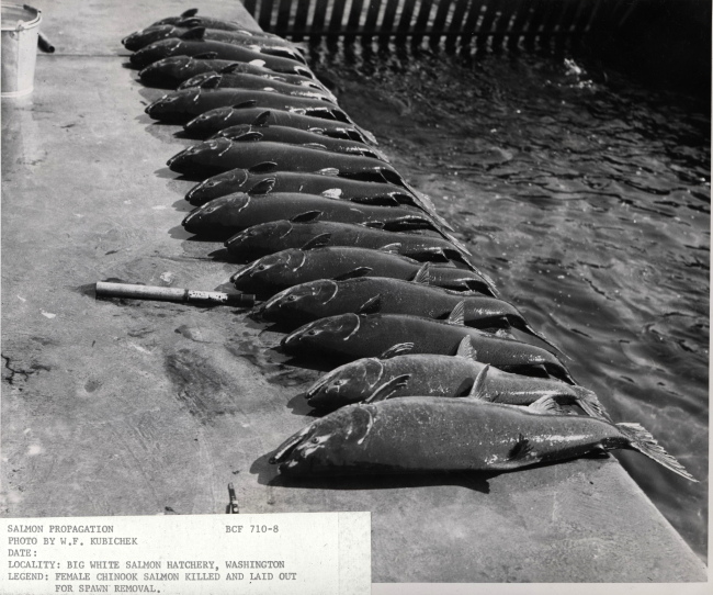 Salmon propagation