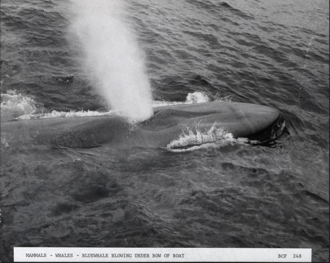 Blue whale blowing under bow of catcher boat