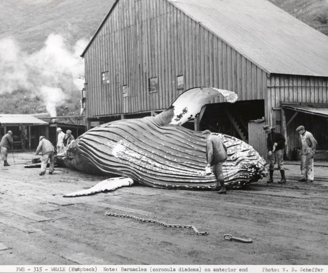 Humpback whale (Megaptera novae angliae), 37-foot female beingreadied for flensing