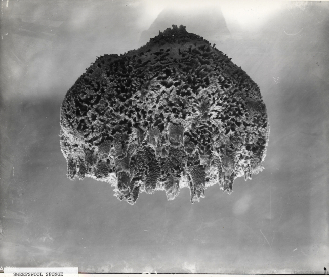 Sheepswool sponge - specimen from Florida Keys