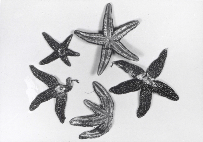 Starfish shellfish predators