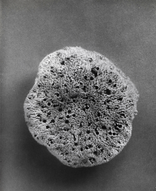 Zimocea sponge - Specimen from the Mediterranean Sea- top view