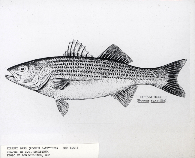 Striped bass (Roccus saxatilis) drawn by G