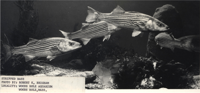 Striped bass in aquarium