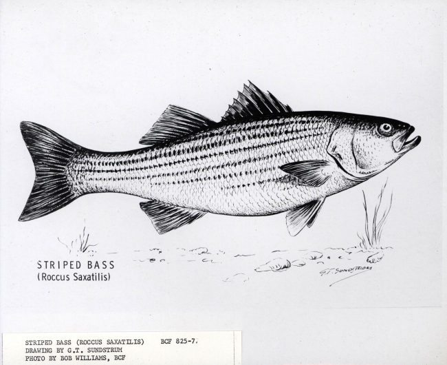 Striped bass (Roccus saxatilis) drawn by G