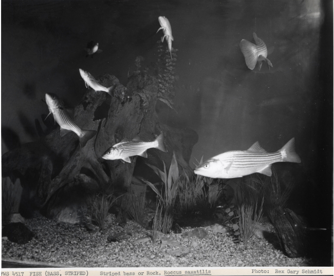 Striped bass, Roccus saxatilis, in an aquarium
